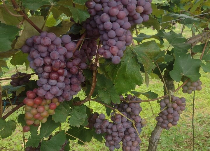 Produtores estão empenhados na colheita da uva para a Festa da Uva e do Pequeno Produtor