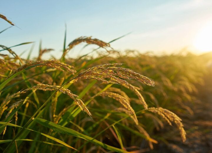 Nematoide-das-galhas reduz a produtividade do arroz e desafia o manejo nas lavouras