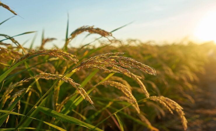 Nematoide-das-galhas reduz a produtividade do arroz e desafia o manejo nas lavouras