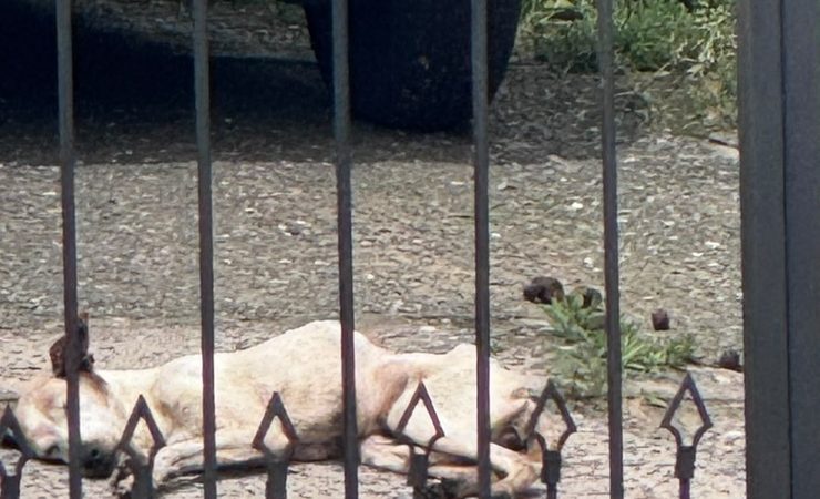 Brigada Militar prende mulher por maus-tratos a animal em São Sepé
