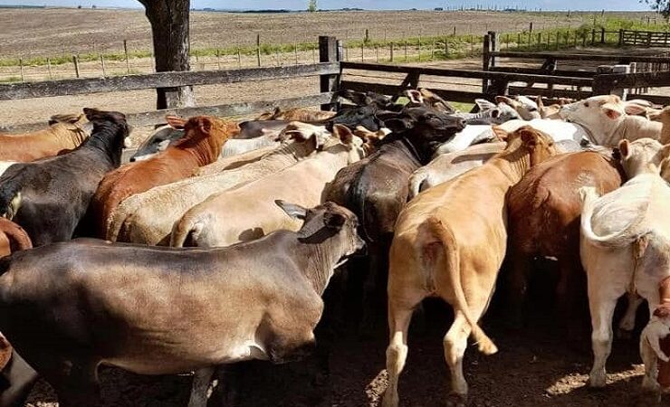 Santa Rita Remata: Nesta terça-feira 08 de Novembro 100 Terneiras da Fazenda Santa Izabel