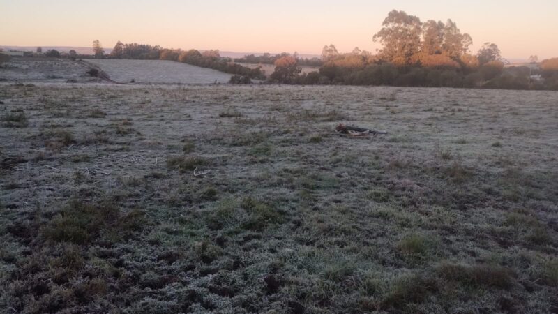 Geada em São Sepé: com campos cobertos de branco e as temperaturas que ficaram entre 0 e 1°C