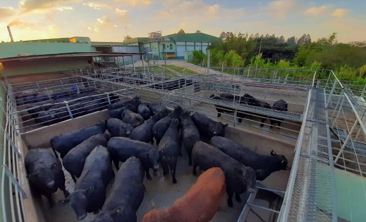 Fazenda Pulquéria é a primeira parceira Angus do RS a conquistar o Selo Sustentabilidade