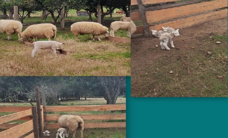 Nascimento de quádruplos Texel chamam atenção em rebanho ovino de São Sepé/RS