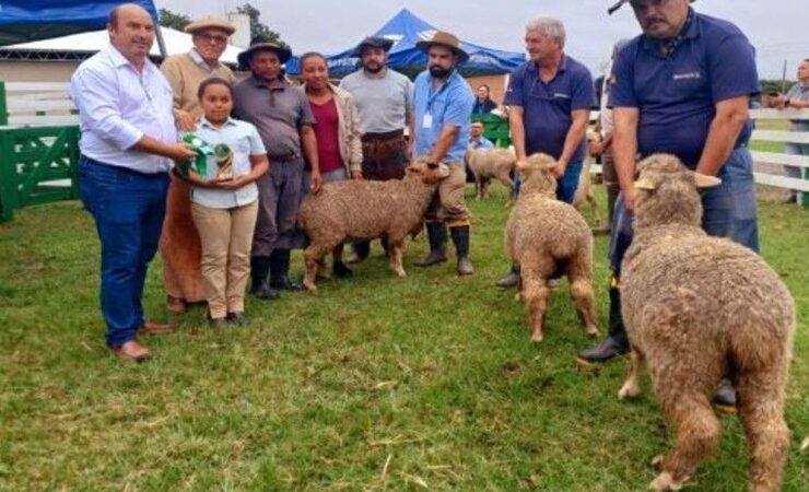 Concurso em São Sepé reúne elite das borregas e aposta na ovinocultura como alternativa econômica no RS