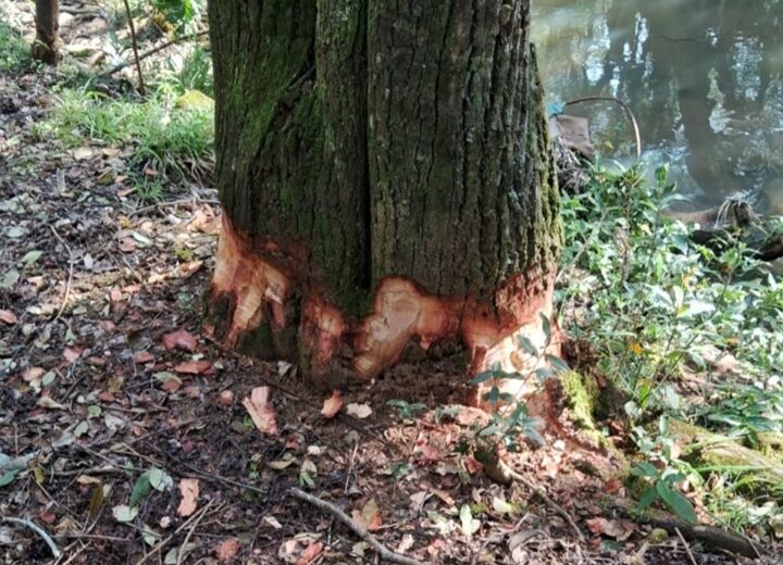 Secretaria de Agricultura e Meio Ambiente alerta para danos em árvores no Parque Ambiental Municipal