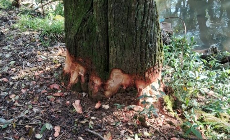 Secretaria de Agricultura e Meio Ambiente alerta para danos em árvores no Parque Ambiental Municipal