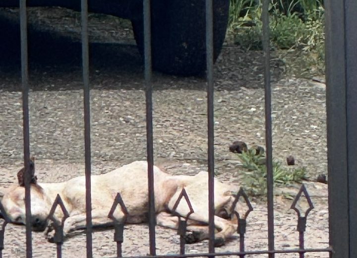 Brigada Militar prende mulher por maus-tratos a animal em São Sepé
