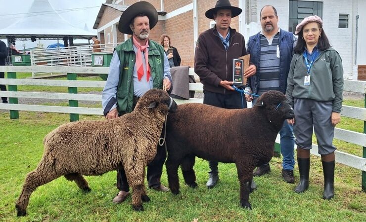 Julgamento e entrega de premiações de ovinos movimentam a 51ª Expofeira de São Sepé